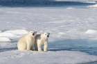 Norway, Svalbard. Polar bear cubs on pack ice. Art Print